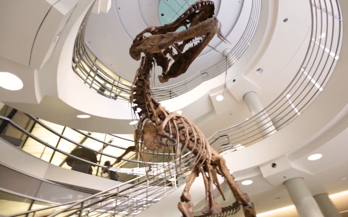 Tyrannosaurus Rex skeleton in museum
